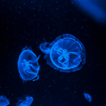 Jellyfish