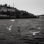 Sailing in Porto